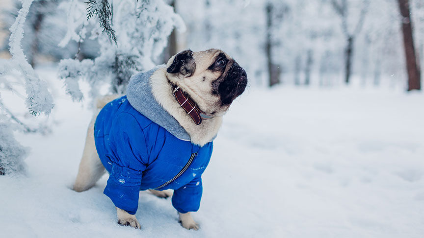 Pug dog